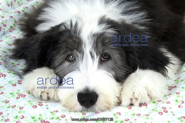 : Dog. Bearded Collie puppy : Dog. Bearded Collie puppy