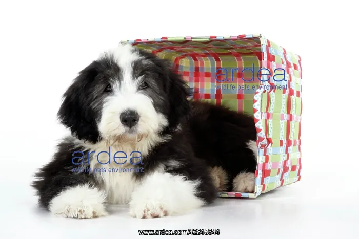  : Dog. Bearded Collie puppy in basket