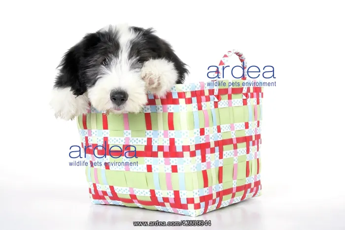  : Dog. Bearded Collie puppy in basket