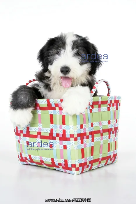  : Dog. Bearded Collie puppy in basket