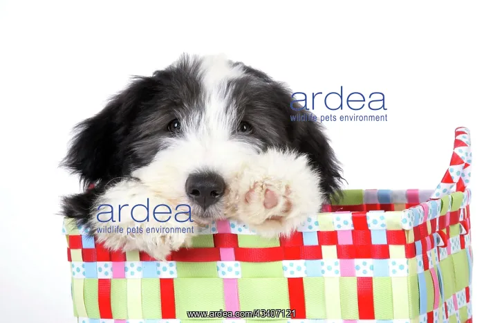 : Dog. Bearded Collie puppy in basket