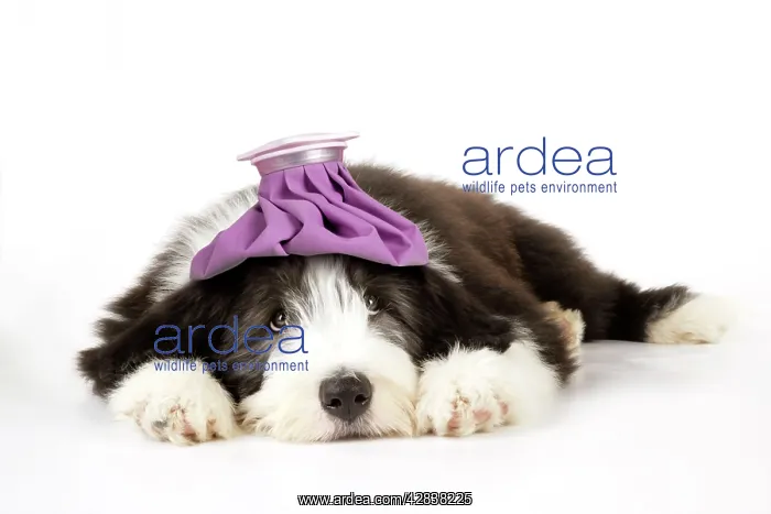 : Dog. Bearded Collie puppy laying down with cold : Dog. Bearded Collie puppy laying down with cold