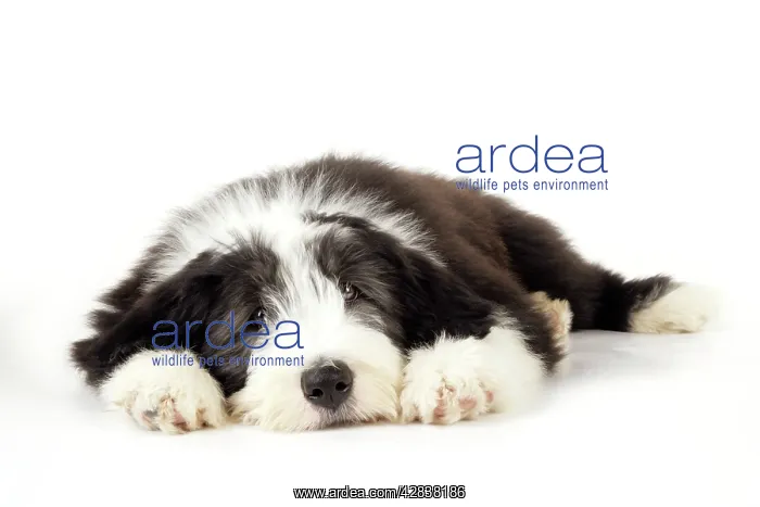 : Dog. Bearded Collie puppy lying down : Dog. Bearded Collie puppy lying down