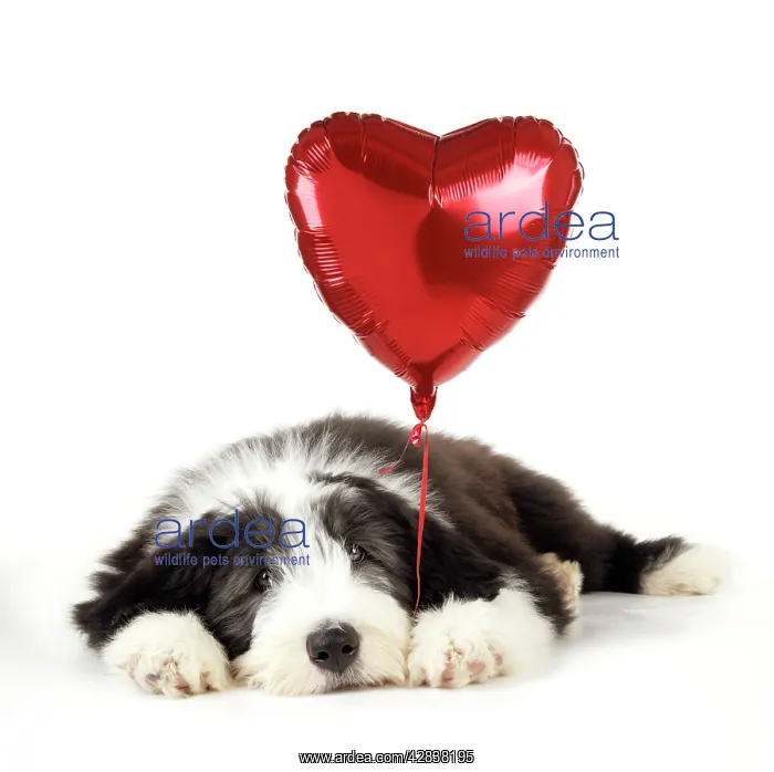 : Dog. Bearded Collie puppy lying down with heart : Dog. Bearded Collie puppy lying down with heart