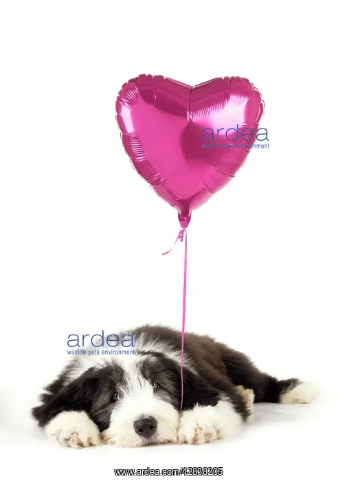: Dog. Bearded Collie puppy lying down with heart : Dog. Bearded Collie puppy lying down with heart