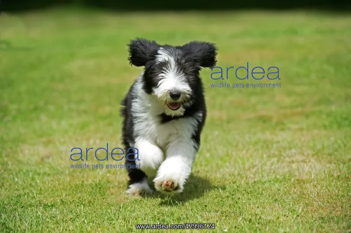 : DOG - Bearded collie puppy running through garden : DOG - Bearded collie puppy running through garden