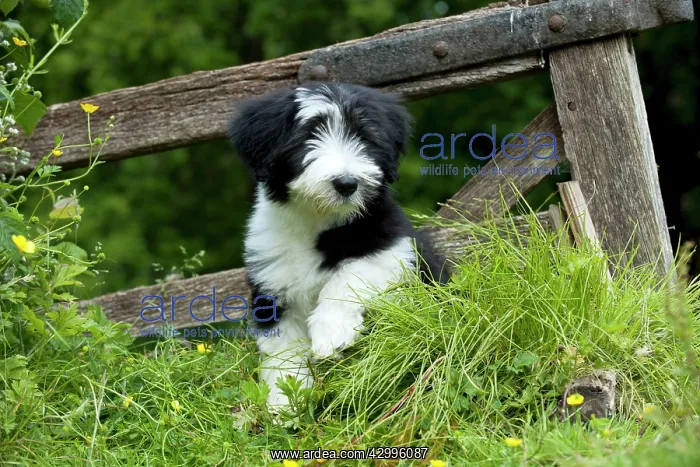 : DOG - Bearded collie puppy. sitting in front : DOG - Bearded collie puppy. sitting in front