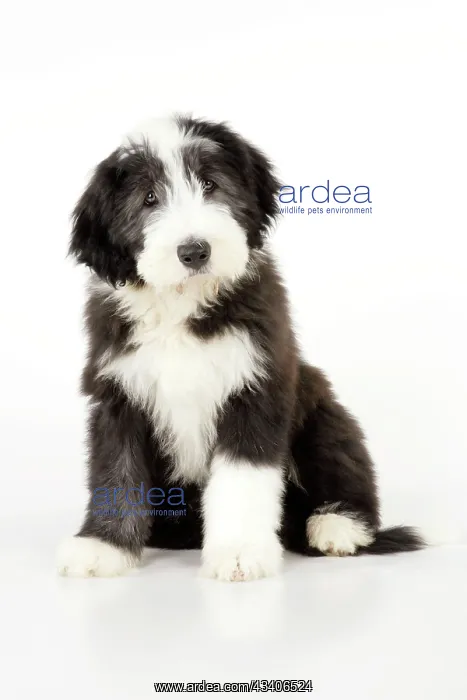 : Dog. Bearded Collie puppy sitting : Dog. Bearded Collie puppy sitting