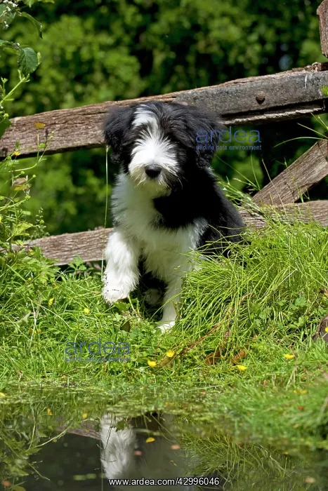 : DOG - Bearded collie puppy sitting at the edge : DOG - Bearded collie puppy sitting at the edge