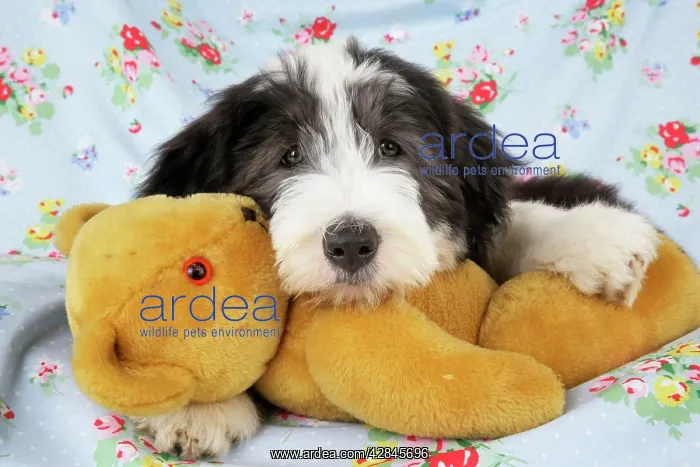  : Dog. Bearded Collie puppy with teddy bear