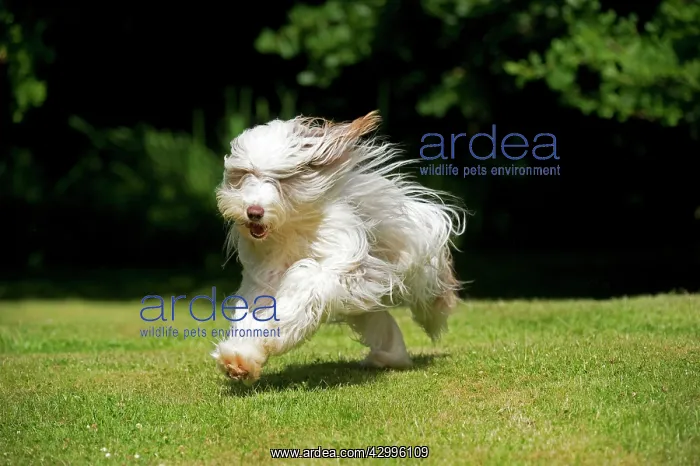 : DOG - Bearded collie running through garden : DOG - Bearded collie running through garden