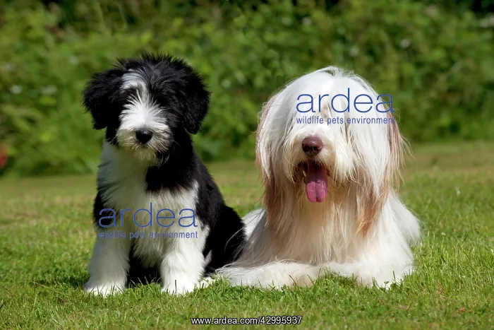 : DOG - Bearded collie sitting with bearded collie : DOG - Bearded collie sitting with bearded collie