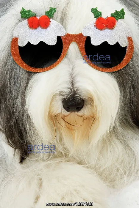 : Dog - Bearded Collie wearing Christmas pudding glasses : Dog - Bearded Collie wearing Christmas pudding glasses