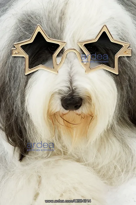 : Dog - Bearded Collie wearing star glasses : Dog - Bearded Collie wearing star glasses