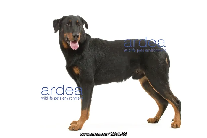 : Dog - Beauceron : Dog - Beauceron