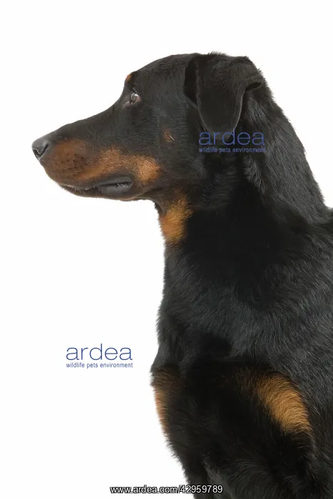 : Dog - Beauceron : Dog - Beauceron