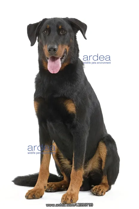 : Dog - Beauceron : Dog - Beauceron