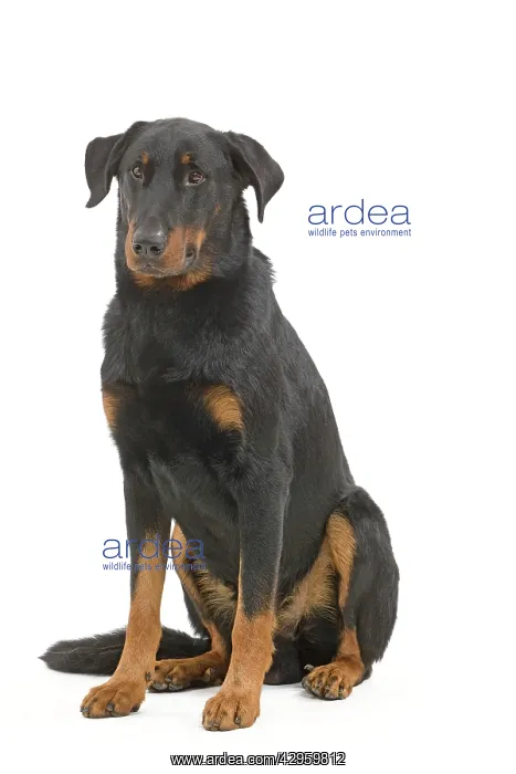 : Dog - Beauceron : Dog - Beauceron