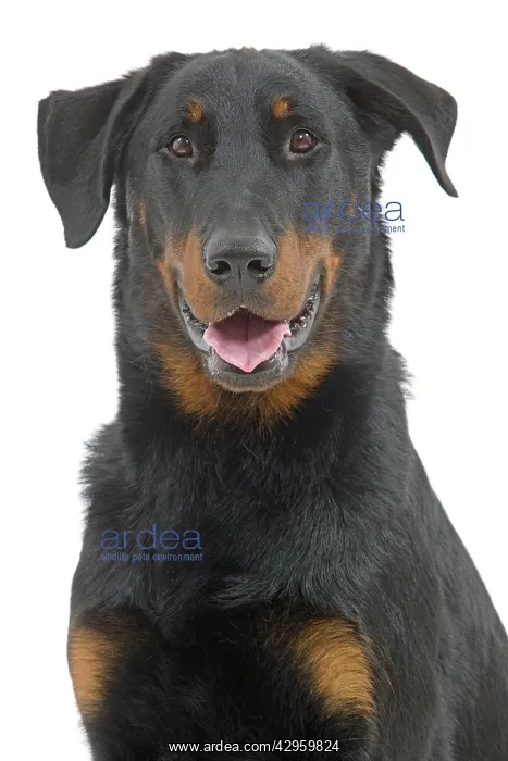 : Dog - Beauceron : Dog - Beauceron