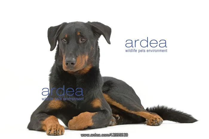 : Dog - Beauceron : Dog - Beauceron