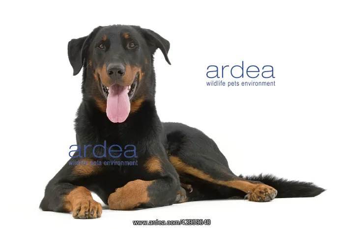 : Dog - Beauceron : Dog - Beauceron