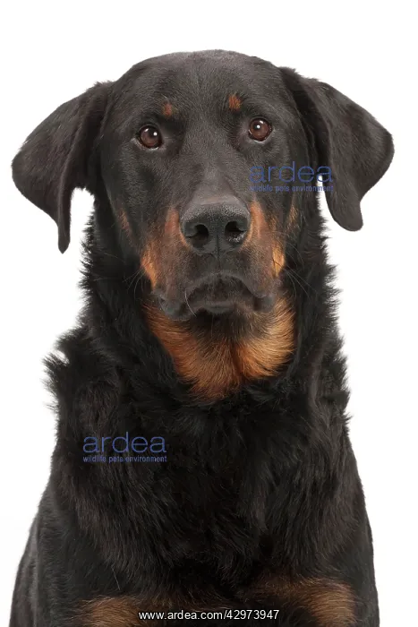  : Dog - Beauceron