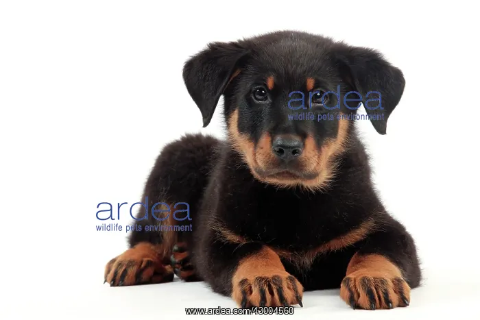 : Dog - Beauceron : Dog - Beauceron