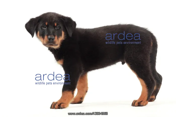 : Dog - Beauceron : Dog - Beauceron