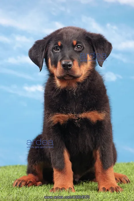: Dog - Beauceron : Dog - Beauceron