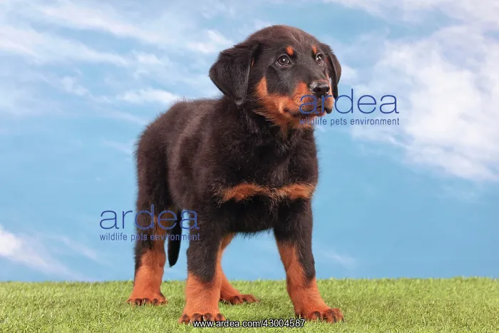 : Dog - Beauceron : Dog - Beauceron
