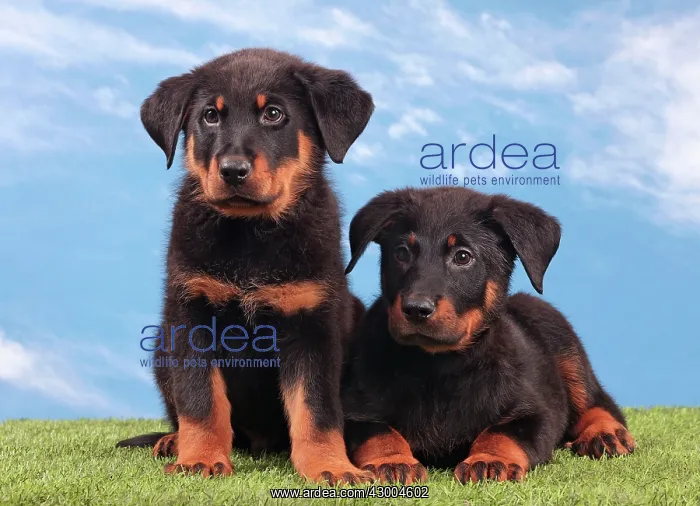 : Dog - Beauceron : Dog - Beauceron
