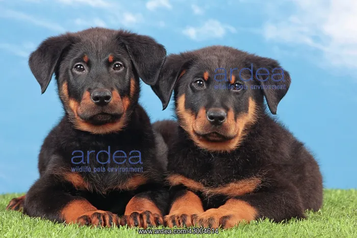 : Dog - Beauceron : Dog - Beauceron