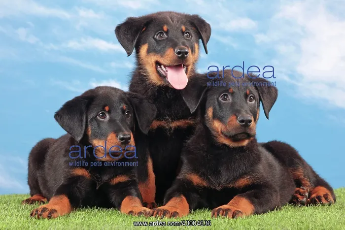 : Dog - Beauceron : Dog - Beauceron