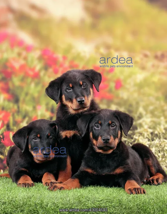  : Dog - Beauceron
