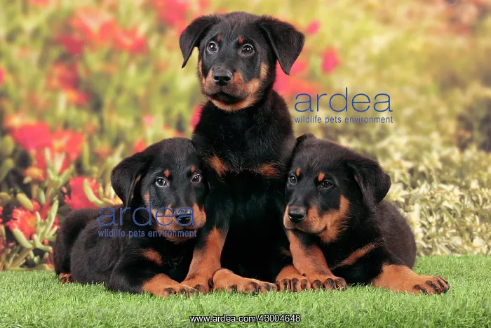 : Dog - Beauceron : Dog - Beauceron