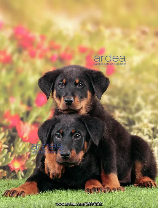 : Dog - Beauceron : Dog - Beauceron