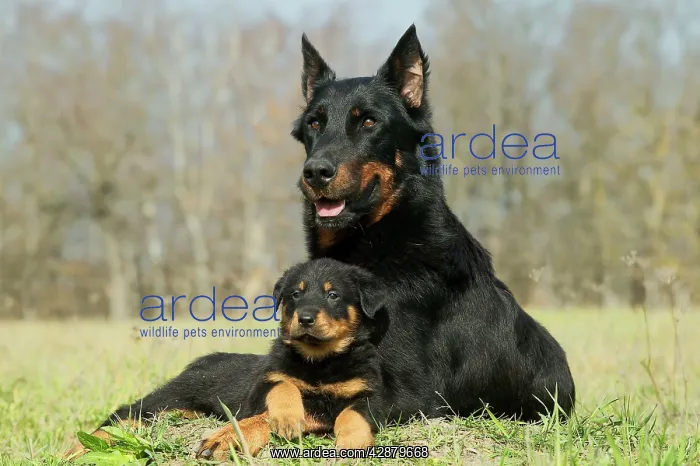 : Dog - Beauceron / Bas Rouge / Berger de Beauce : Dog - Beauceron / Bas Rouge / Berger de Beauce