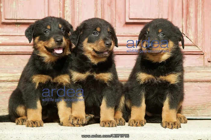 : Dog - Beauceron / Bas Rouge / Berger de Beauce : Dog - Beauceron / Bas Rouge / Berger de Beauce