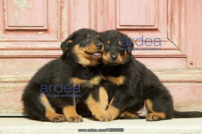 : Dog - Beauceron / Bas Rouge / Berger de Beauce : Dog - Beauceron / Bas Rouge / Berger de Beauce