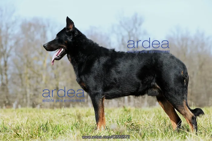 : Dog - Beauceron / Bas Rouge / Berger de Beauce : Dog - Beauceron / Bas Rouge / Berger de Beauce