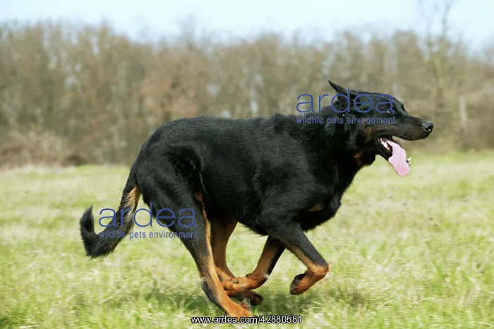 : Dog - Beauceron / Bas Rouge / Berger de Beauce : Dog - Beauceron / Bas Rouge / Berger de Beauce