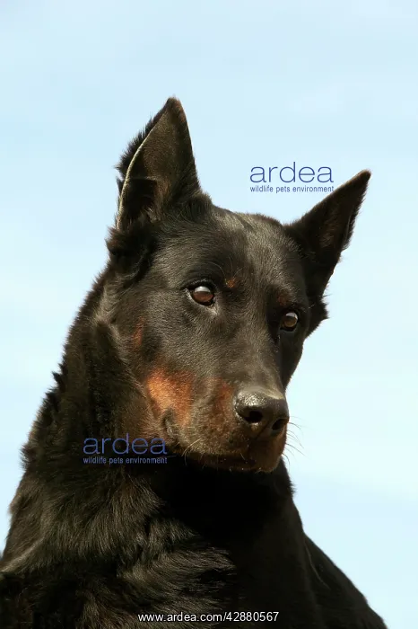 : Dog - Beauceron / Bas Rouge / Berger de Beauce - adult : Dog - Beauceron / Bas Rouge / Berger de Beauce - adult