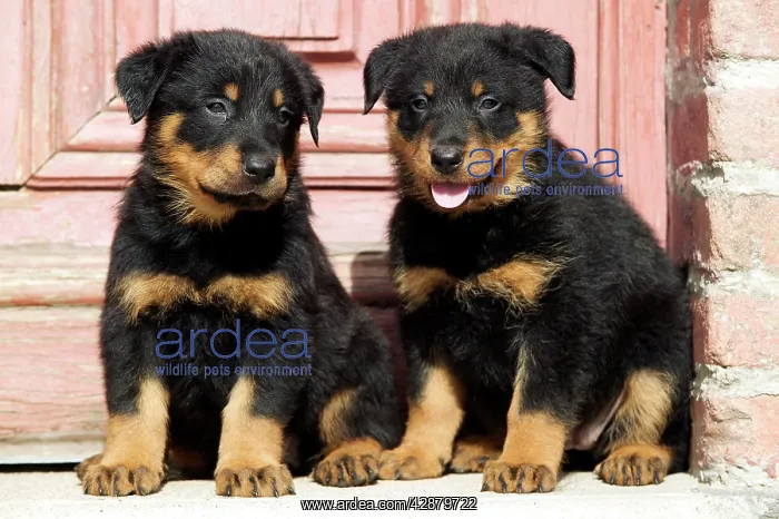 : Dog - Beauceron / Bas Rouge / Berger de Beauce - two puppies : Dog - Beauceron / Bas Rouge / Berger de Beauce - two puppies
