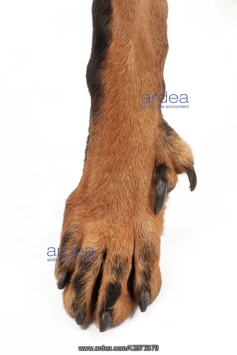 : Dog - Beauceron - close-up showing double dewclaws : Dog - Beauceron - close-up showing double dewclaws