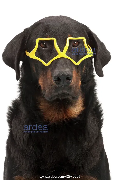  : Dog - Beauceron - in glasses