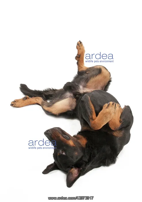 : Dog - Beauceron - laying on it's back : Dog - Beauceron - laying on it's back