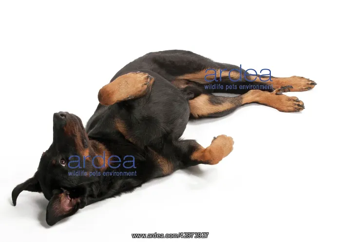 : Dog - Beauceron - laying on it's back : Dog - Beauceron - laying on it's back