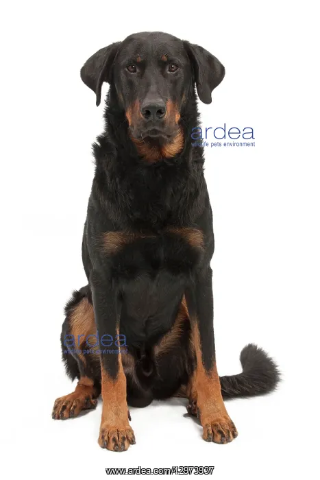  : Dog - Beauceron - sitting