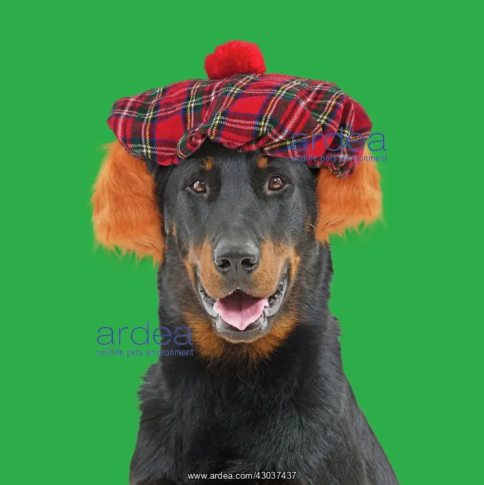 : Dog - Beauceron wearing a tam o shanter hat mouth : Dog - Beauceron wearing a tam o shanter hat mouth