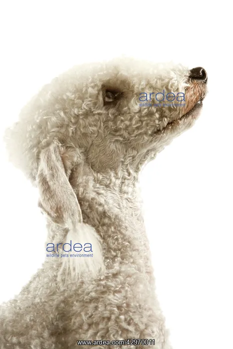  : Dog - Bedlington Terrier